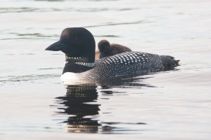 Loon with chick on back