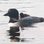 Watchic Lake Loons – Open Letter
