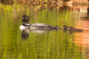 Swamp loon with two chicks