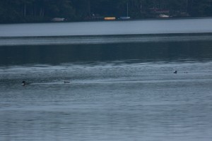 Watchic Lake Loons avoiding eagle attack 2013