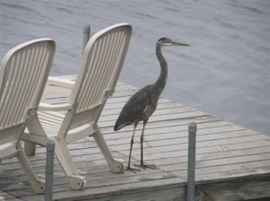 Blue heron on Watchic Lake dock