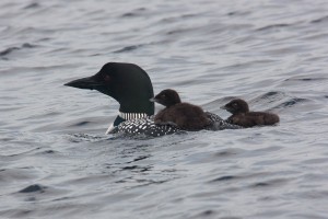 Island Loons on Mother's Back