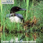 BRI Loon Monitoring To Include Watchic Lake