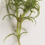 Invasive Plant European Naiad Found Along the New Hampshire and Maine boarder