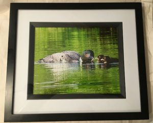 Loon Catching Fish with Chicks Photo