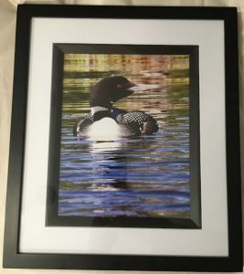 Loon Photo Color