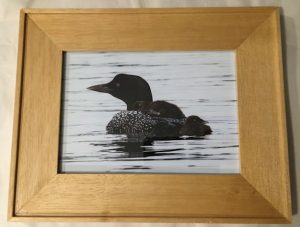 Loon with Babies on Board Photo