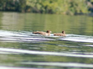Loon Chicks August 2016 c