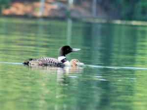 Loon with Chicks August 2016 c