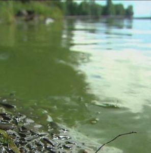 Example of algae bloom along shoreline