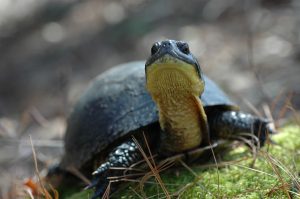 Maine Endangered Blanding's Turtle close up