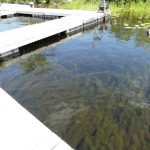Invasive Milfoil Found on Long Lake Maine