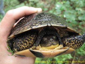 Maine Endangered Blanding's Turtle in its shell
