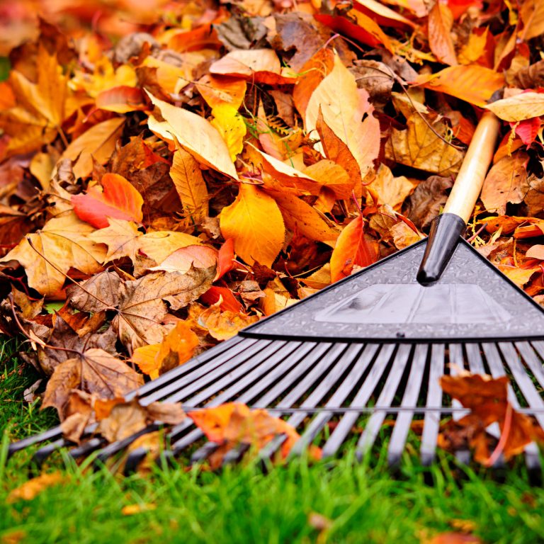 Pile of fall leaves with fan rake on lawn Watchic Lake Association