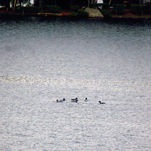 Teen and adult loons on Watchic Lake October 2017