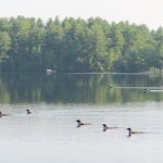 Ten Loons Spotted on the Lake