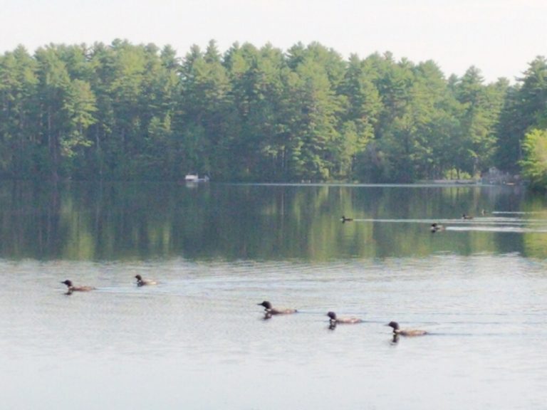 Ten Loons Spotted on the Lake Watchic Lake Association