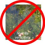 Lets Keep Out Invasive Plants!