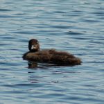 Second Loon Chick Killed by Blunt Force Trauma
