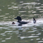 Loon Count and Update July 2022