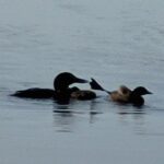 Loon Count and Loon Chick Update 2023