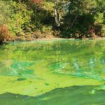 Cyanobacteria: a Significant Threat to the Lake