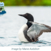 Look Out for Loons Zoom Presentation – September 9