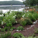 Buffer Planting and Yellow Iris Removal Workshop, June 13 – Free plants with attendance!