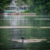 Loon Count 2026