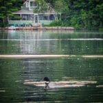 Loon Count 2026